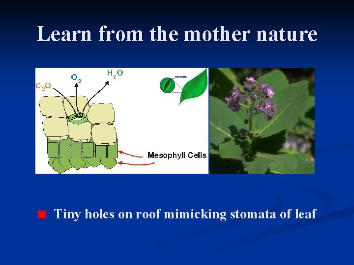 Learn from the mother nature Tiny holes on roof mimicking stomata of leaf 
