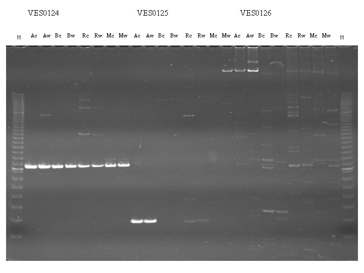 VES 0124 m Ac Aw Bc VES 0125 Bw Rc Rw Mc Mw Ac