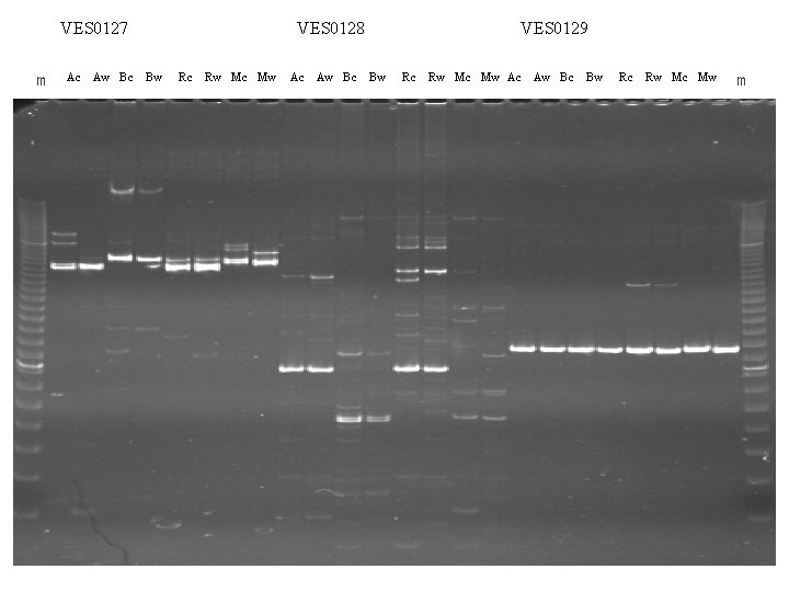 VES 0127 m Ac Aw Bc VES 0128 Bw Rc Rw Mc Mw Ac