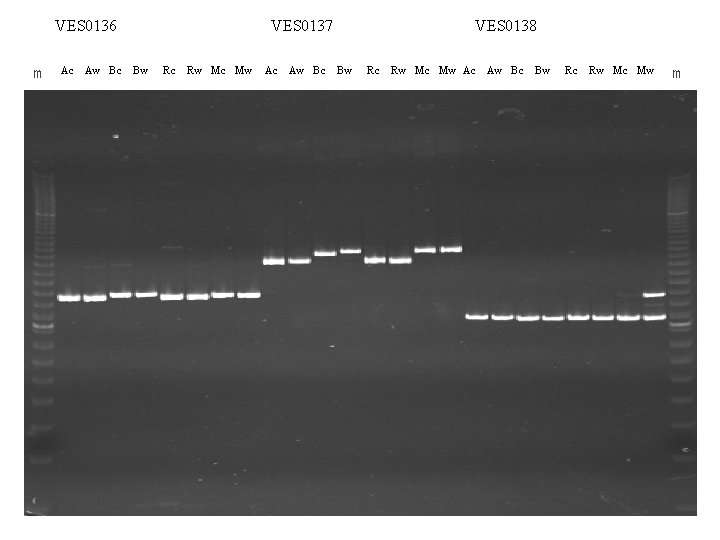 VES 0136 m Ac Aw Bc VES 0137 Bw Rc Rw Mc Mw Ac