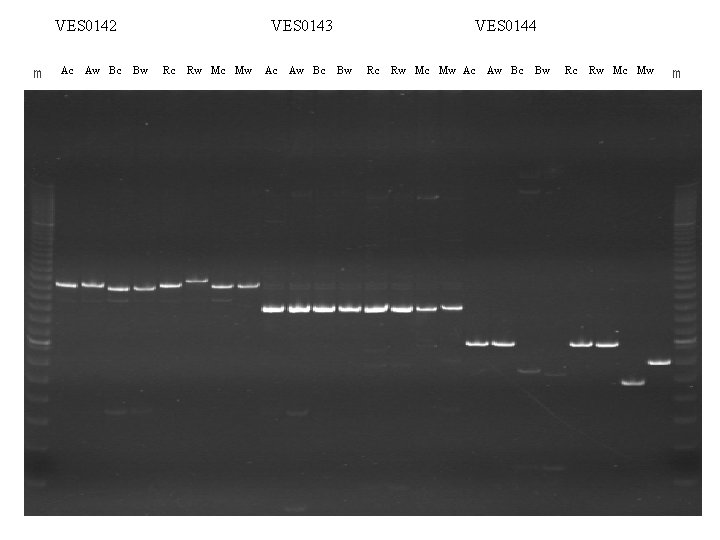 VES 0142 m Ac Aw Bc VES 0143 Bw Rc Rw Mc Mw Ac