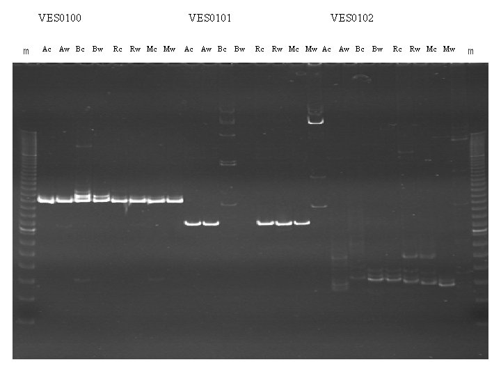 VES 0100 m Ac Aw Bc VES 0101 Bw Rc Rw Mc Mw Ac