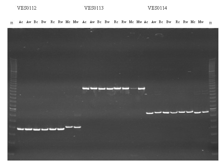 VES 0112 m Ac Aw Bc VES 0113 Bw Rc Rw Mc Mw Ac