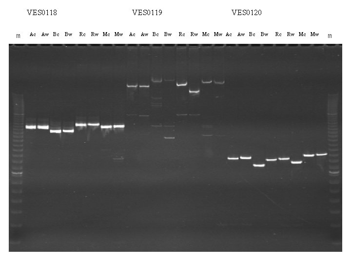 VES 0118 m Ac Aw Bc VES 0119 Bw Rc Rw Mc Mw Ac