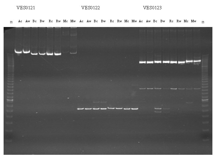 VES 0121 m Ac Aw Bc VES 0122 Bw Rc Rw Mc Mw Ac
