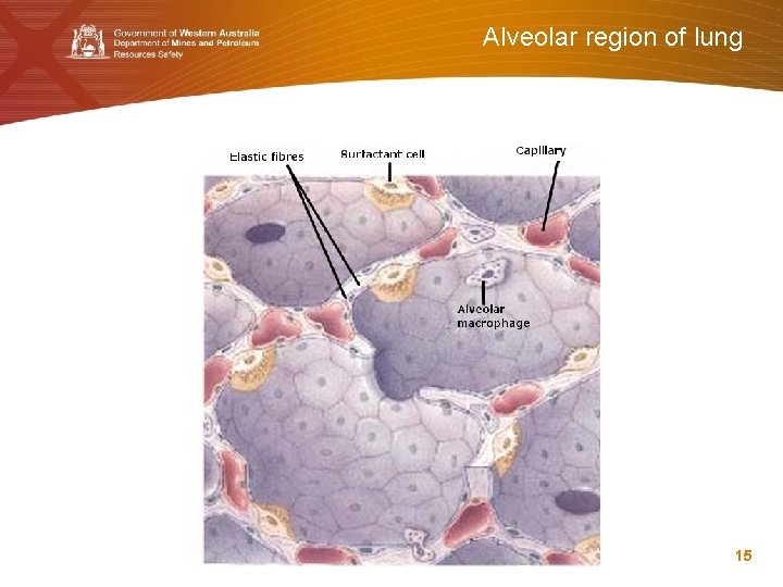 Alveolar region of lung 15 