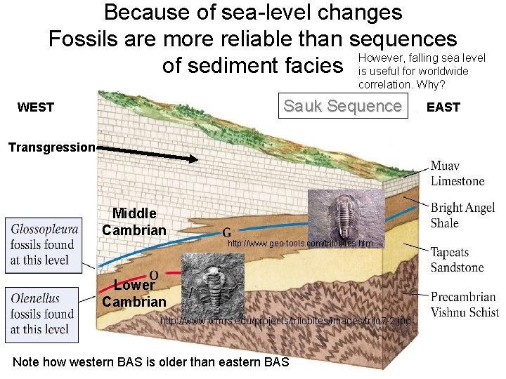 Because of sea-level changes Fossils are more reliable than sequences However, falling sea level