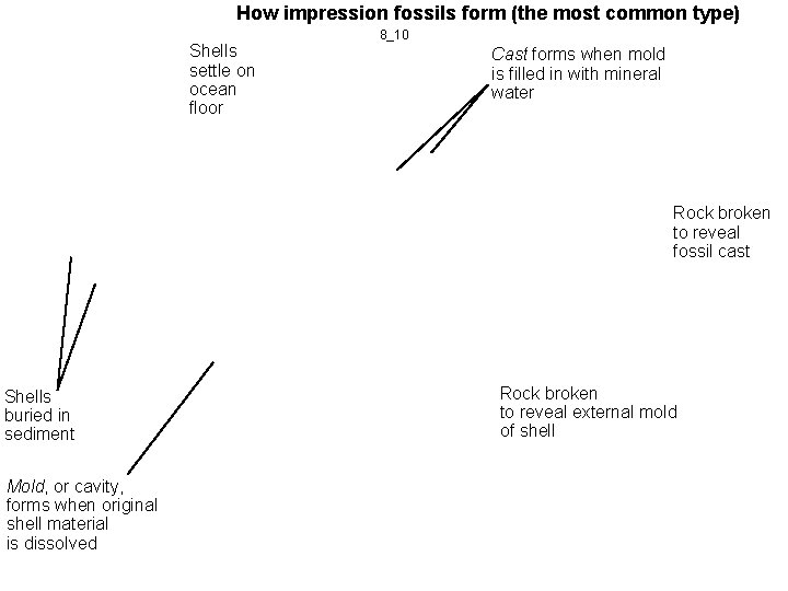 How impression fossils form (the most common type) Shells settle on ocean floor 8_10