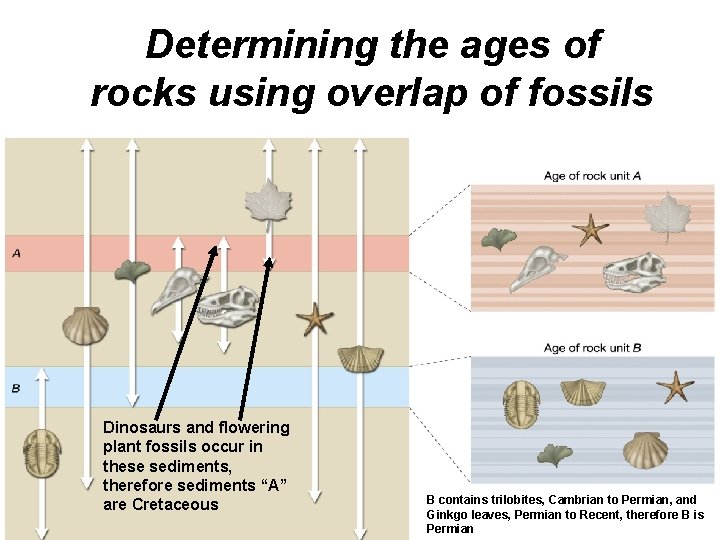 Determining the ages of rocks using overlap of fossils Dinosaurs and flowering plant fossils