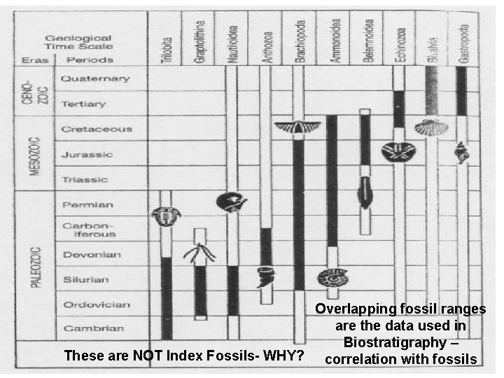 Overlapping fossil ranges are the data used in Biostratigraphy – These are NOT Index