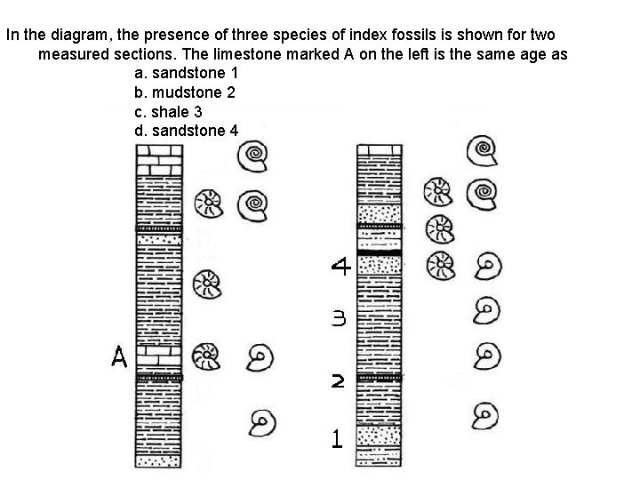 In the diagram, the presence of three species of index fossils is shown for