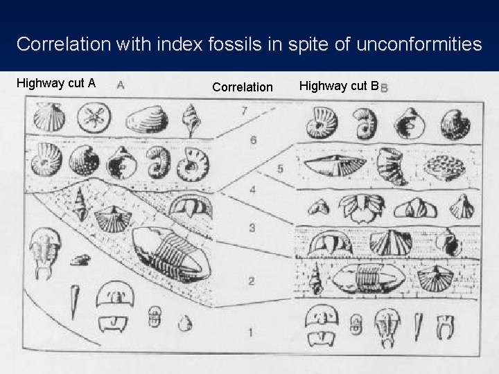 Correlation with index fossils in spite of unconformities Highway cut A Correlation Highway cut