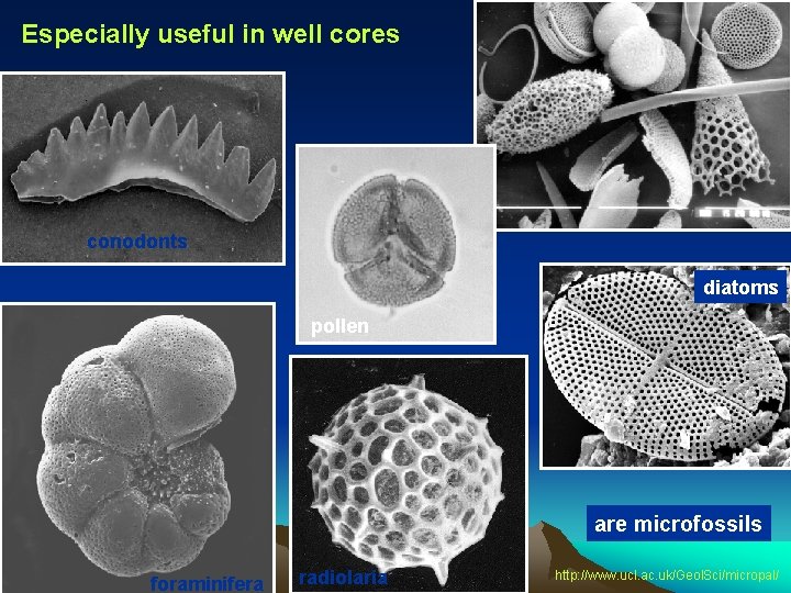 Especially useful in well cores conodonts diatoms pollen are microfossils foraminifera radiolaria http: //www.