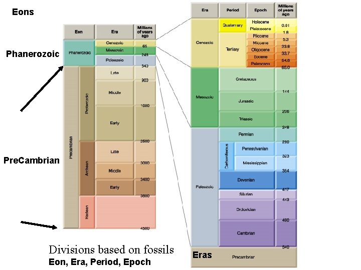 Geologic Timescale Eons Phanerozoic Pre. Cambrian Divisions based on fossils Eon, Era, Period, Epoch