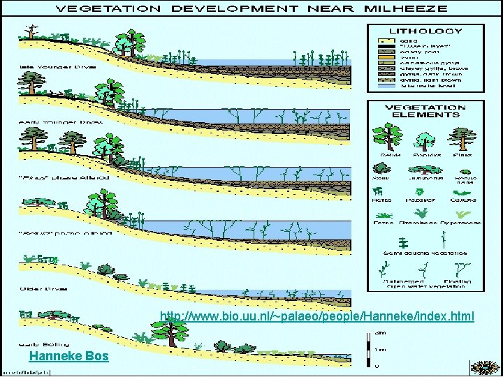 http: //www. bio. uu. nl/~palaeo/people/Hanneke/index. html Hanneke Bos 