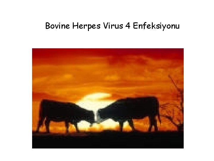 Bovine Herpes Virus 4 Enfeksiyonu 