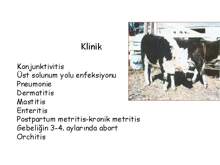 Klinik Konjunktivitis Üst solunum yolu enfeksiyonu Pneumonie Dermatitis Mastitis Enteritis Postpartum metritis-kronik metritis Gebeliğin