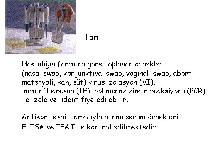 Tanı Hastalığın formuna göre toplanan örnekler (nasal swap, konjunktival swap, vaginal swap, abort materyali,