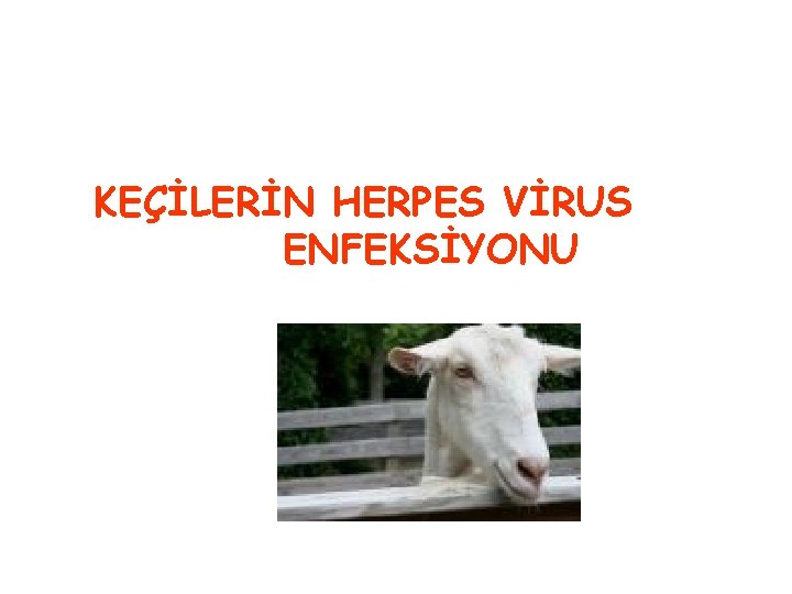 KEÇİLERİN HERPES VİRUS ENFEKSİYONU 