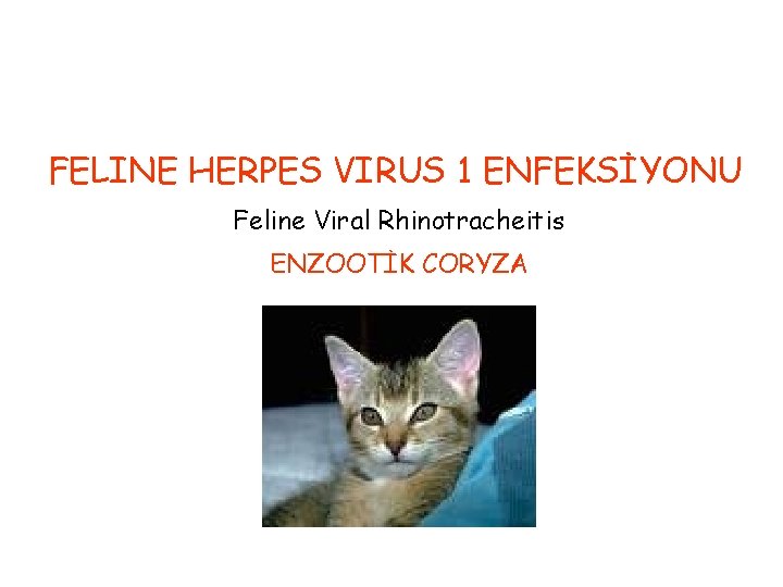FELINE HERPES VIRUS 1 ENFEKSİYONU Feline Viral Rhinotracheitis ENZOOTİK CORYZA 