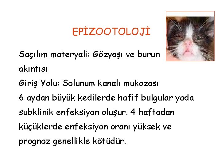EPİZOOTOLOJİ Saçılım materyali: Gözyaşı ve burun akıntısı Giriş Yolu: Solunum kanalı mukozası 6 aydan