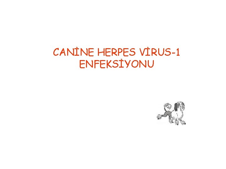 CANİNE HERPES VİRUS-1 ENFEKSİYONU 