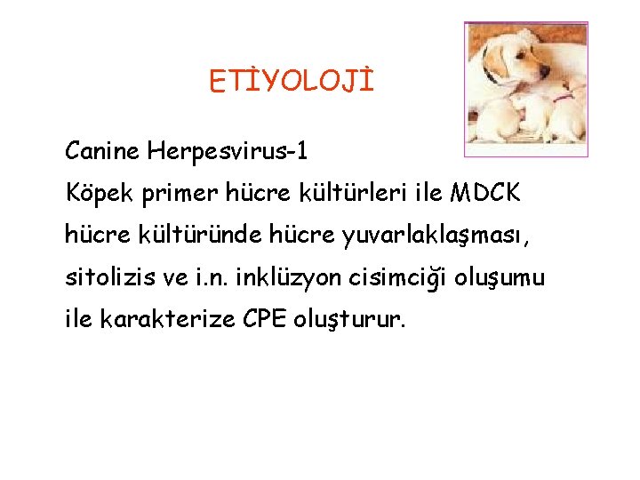 ETİYOLOJİ Canine Herpesvirus-1 Köpek primer hücre kültürleri ile MDCK hücre kültüründe hücre yuvarlaklaşması, sitolizis