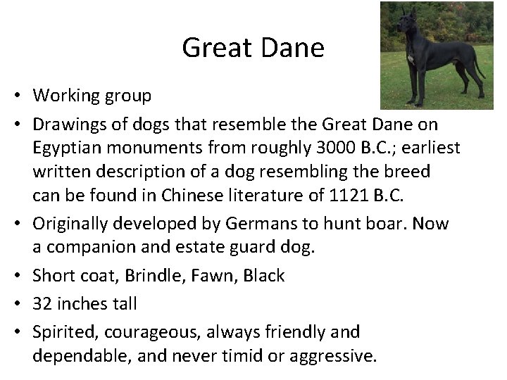 Great Dane • Working group • Drawings of dogs that resemble the Great Dane