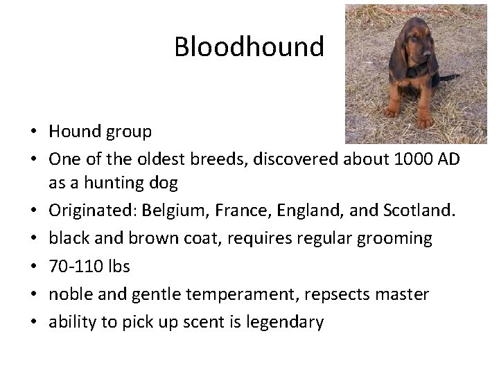 Bloodhound • Hound group • One of the oldest breeds, discovered about 1000 AD