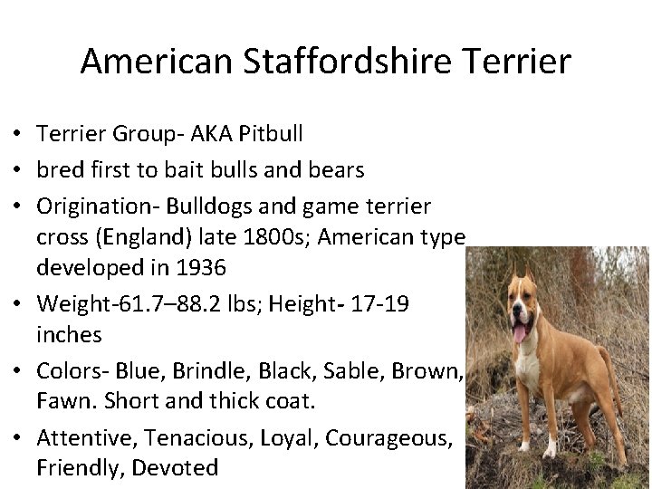 American Staffordshire Terrier • Terrier Group- AKA Pitbull • bred first to bait bulls