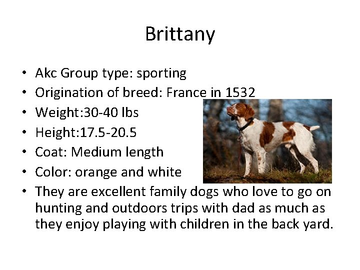 Brittany • • Akc Group type: sporting Origination of breed: France in 1532 Weight: