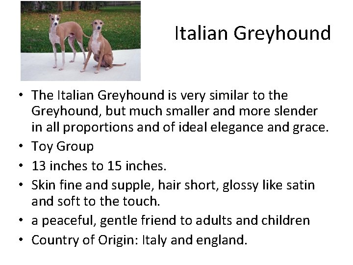 Italian Greyhound • The Italian Greyhound is very similar to the Greyhound, but much