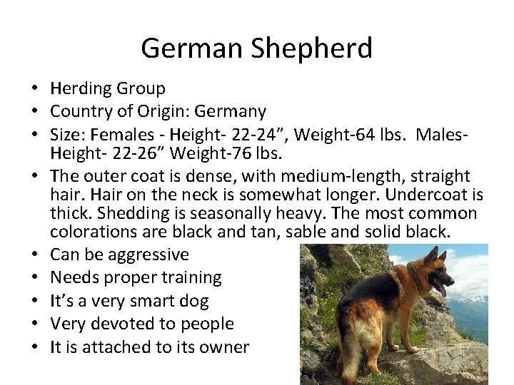 German Shepherd • Herding Group • Country of Origin: Germany • Size: Females -