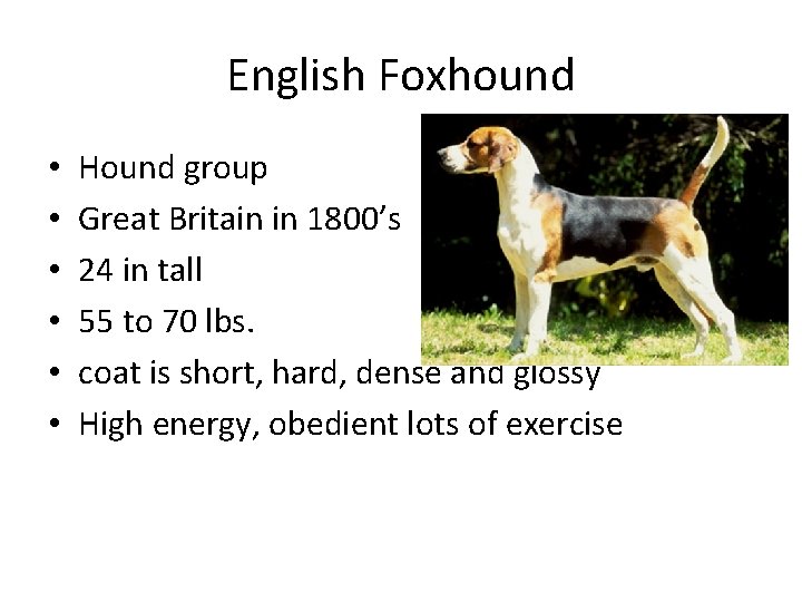 English Foxhound • • • Hound group Great Britain in 1800’s 24 in tall