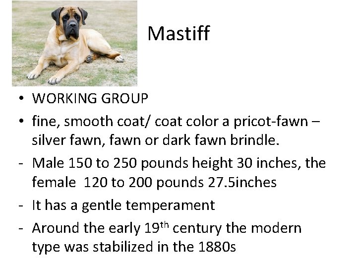 Mastiff • WORKING GROUP • fine, smooth coat/ coat color a pricot-fawn – silver