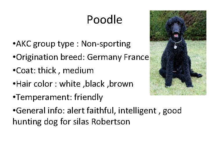 Poodle • AKC group type : Non-sporting • Origination breed: Germany France • Coat: