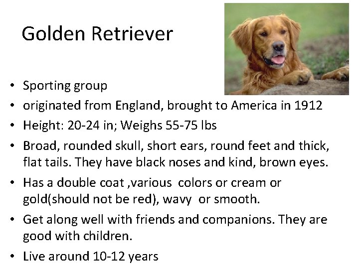 Golden Retriever Sporting group originated from England, brought to America in 1912 Height: 20