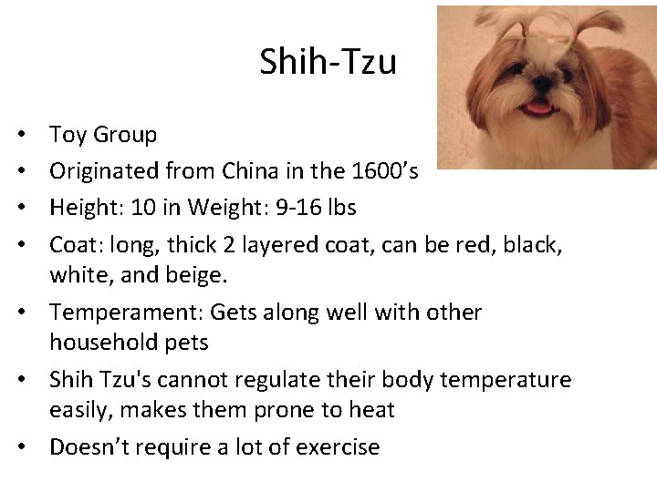 Shih-Tzu Toy Group Originated from China in the 1600’s Height: 10 in Weight: 9