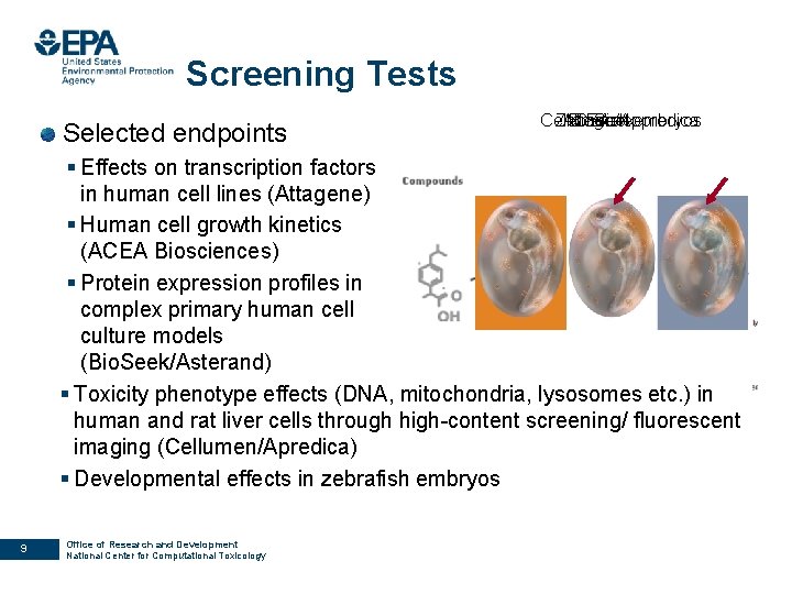 Screening Tests Selected endpoints ACEA Cellumen/Appredica Zebrafish Attagene Bio. Seekembryos § Effects on transcription