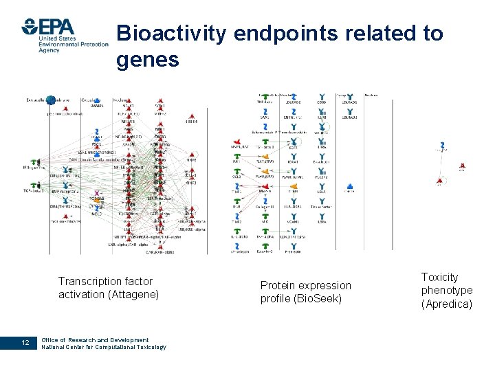 Bioactivity endpoints related to genes Transcription factor activation (Attagene) 12 Office of Research and
