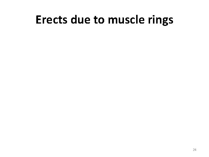 Erects due to muscle rings © R Lawrence 24 Erects due to muscle rings © R Lawrence 24