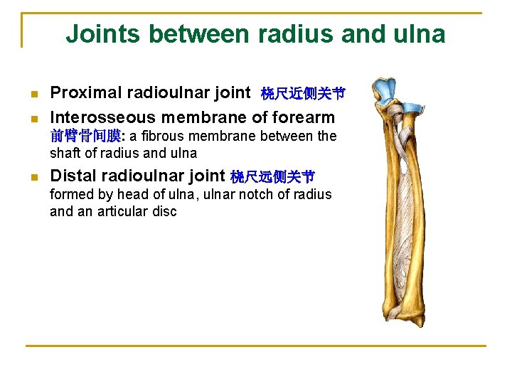 Joints between radius and ulna n n Proximal radioulnar joint 桡尺近侧关节 Interosseous membrane of