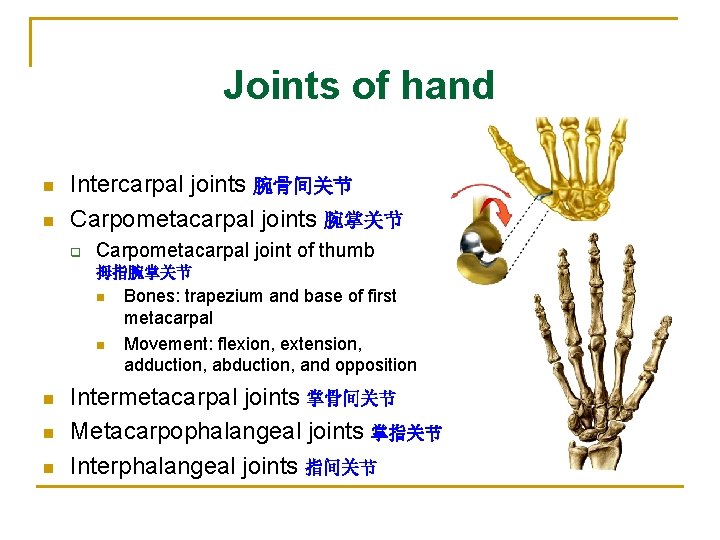 Joints of hand n n Intercarpal joints 腕骨间关节 Carpometacarpal joints 腕掌关节 q Carpometacarpal joint