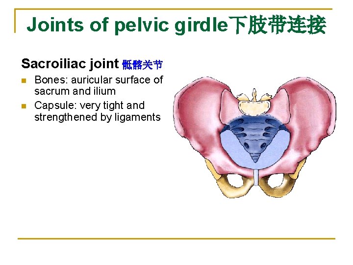 Joints of pelvic girdle下肢带连接 Sacroiliac joint 骶髂关节 n n Bones: auricular surface of sacrum