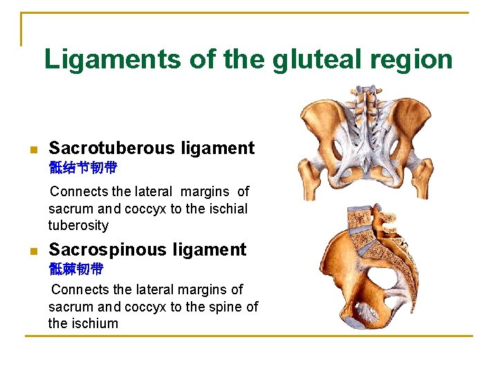 Ligaments of the gluteal region n Sacrotuberous ligament 骶结节韧带 Connects the lateral margins of