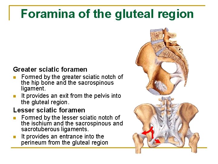 Foramina of the gluteal region Greater sciatic foramen n n Formed by the greater