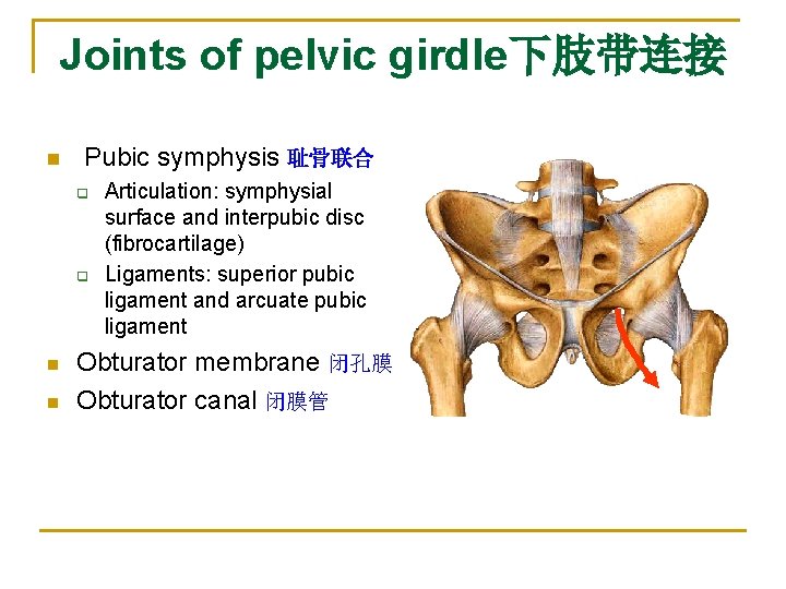 Joints of pelvic girdle下肢带连接 n Pubic symphysis 耻骨联合 q q n n Articulation: symphysial