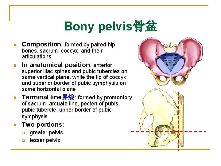 Bony pelvis骨盆 n Composition: formed by paired hip bones, sacrum, coccyx, and their articulations