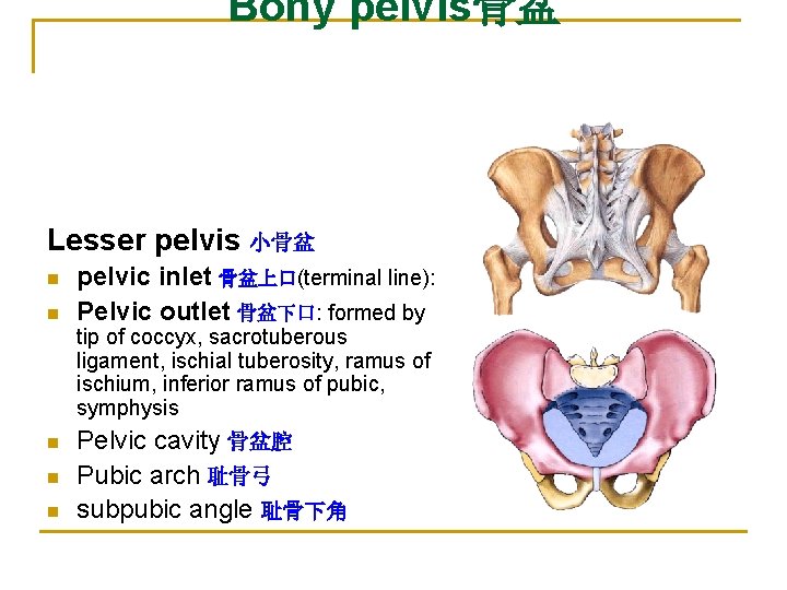 Bony pelvis骨盆 Lesser pelvis 小骨盆 n n pelvic inlet 骨盆上口(terminal line): Pelvic outlet 骨盆下口: