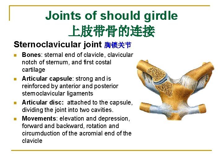 Joints of should girdle 上肢带骨的连接 Sternoclavicular joint 胸锁关节 n n Bones: sternal end of